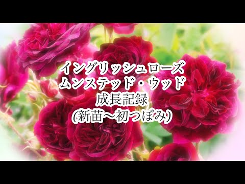 イングリッシュローズ「ムンステッドウッド」 植物