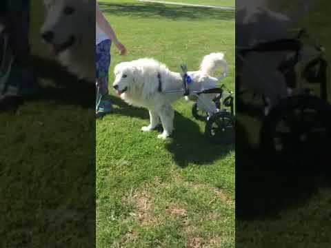 Marshmallow in OH / Special Needs - adopted, an adopted Great Pyrenees in Springfield, OH_image-1