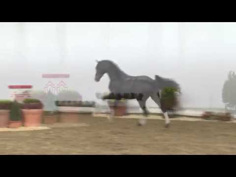 Dresscode, 2012 Stallion by Diatano x Stedinger