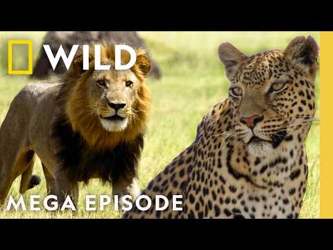 Game of Thrones: Lion vs. Leopard vs. Hyena | Savage Kingdom MEGA Episode | Nat Geo Animals