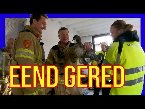 Eend in de schoorsteen - VOLUNTEERS DUTCH FIREFIGHTERS -