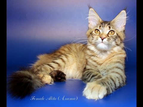 Maine Coon kittens. For sale, born: 04.08.2016.-Аlita