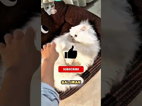 Krim kacangnya akhirnya muncul lagi! 🥜