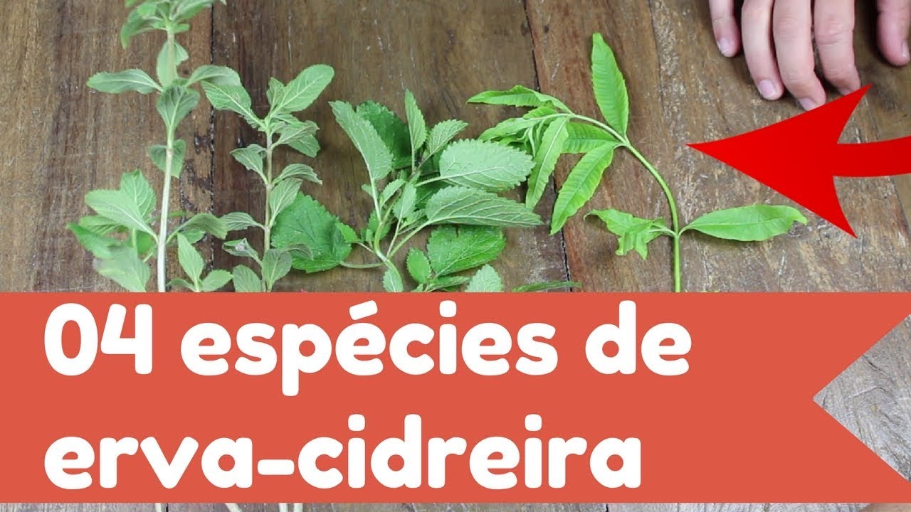 Erva cidreira - Aprenda a identificar e utilizar