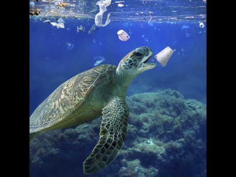 Anglais devoir Pollution