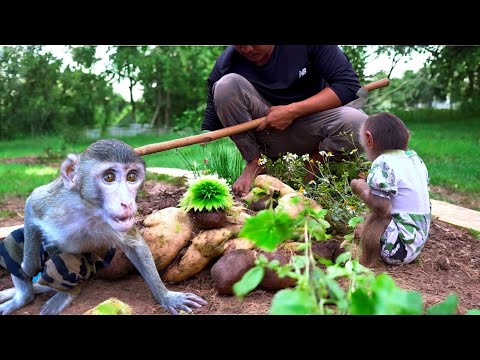 Two excited baby monkeys - Sơn digs up sweet potatoes and cooks.