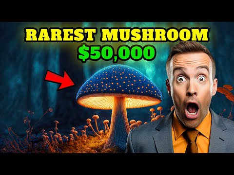 From Asia's ALIEN MUSHROOM Species to Morels: The 12 Most Expensive Mushrooms