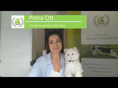 Körpersprache der Katze/Wie kommuniziert sie und wie können wir mit ihnen sprechen