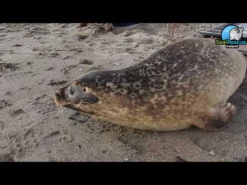 Common Seal / Harbour Seal Release Giles Quay, Carlingford, Ireland