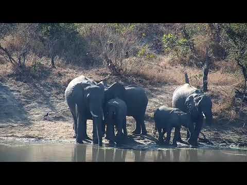 Djuma: Elephants get a quick drink and move off - 09:11 - 06/27/21
