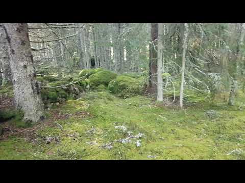 Stenmur i skogen.