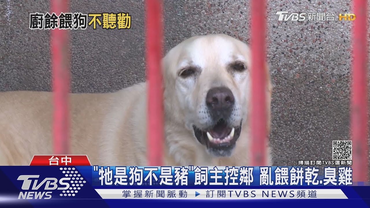 全台禁廚餘!豬不吃誰吃 后里惡鄰「倒給隔壁狗吃」