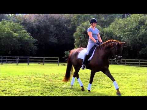 2011 Don Schufro x Romanov Gelding Video