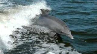 indochine la bûddha affaire