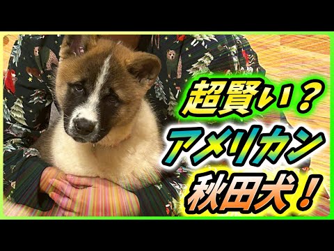 アメリカンアキタの運動