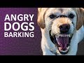 ANGRY DOGS BARKING sound effect  HD