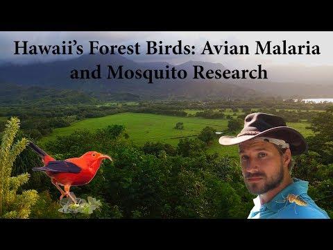 Hawaii's Forest Birds: Avian Malaria and Mosquito Research (Documentary)