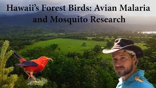Hawaii's Forest Birds: Avian Malaria and Mosquito Research (2018) Video