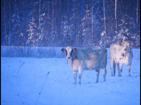 , title : 'Eläintenhyvinvointilaki ja sen tulkinnat - Ajankohtaiset alkuperäiseläinroduista - NEUVO 21.12.2023'