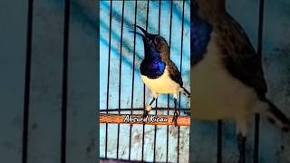 Download lagu Masteran sogon Gacor isian pelatuk sampit mp3 Download lagu Masteran sogon Gacor isian pelatuk sampit mp3