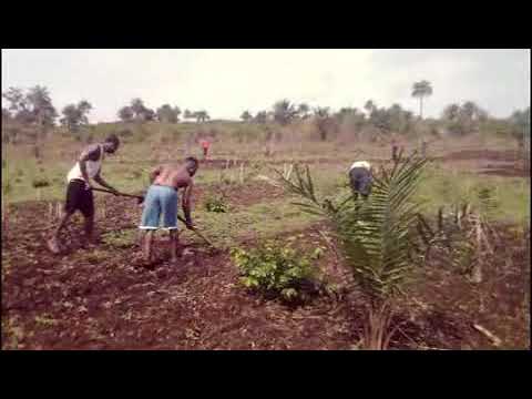 Masimera Chiefdom Descendants Famers Organization Farm