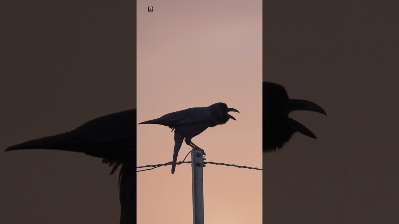 Crow Sound ❤️ (2)