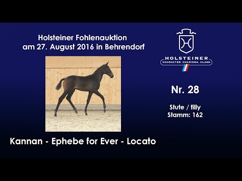 Holsteiner Fohlenauktion 2016 in Behrendorf - Nr. 28 v. Kannan - Ephebe for Ever