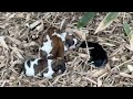 Hungry and cold, 4 newborn puppies lay on a pile of dry leaves, crying loudly for their mother