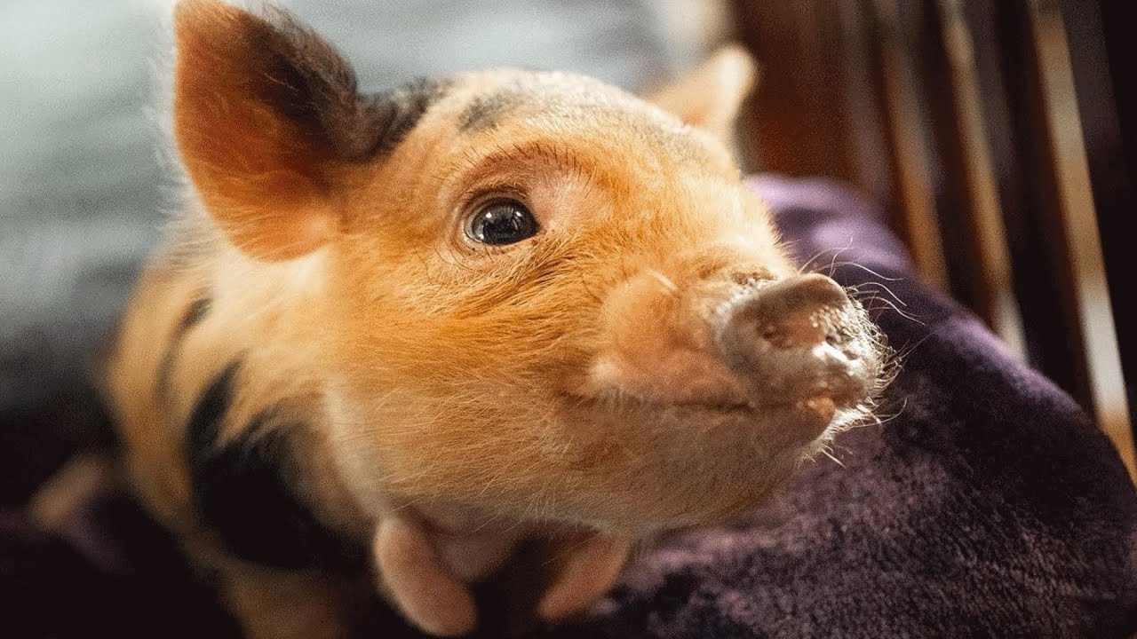 This piglet was facing euthanasia. Then he met the man of his dreams.