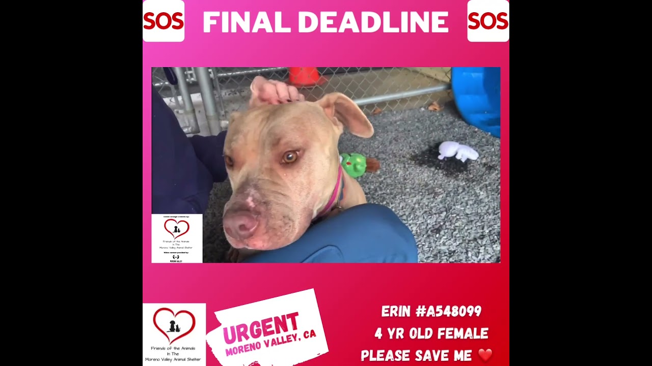 HELP ME PLEASE! Out of Time!! LOVABLE SHORT ERIN w/beautiful hazel eyes, an adopted mixed breed in San Marcos, CA video 2/4