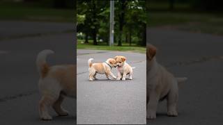 Download lagu Adorable Little Puppies Playing Video #puppy #cute #dog #funny #viral #shorts mp3