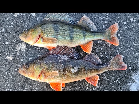 PILKKIKAUDEN AVAUS | PIENEN LÄPIVIRTAAMA JÄRVEN SALAISUUDET | AHVENEN PILKINTÄ | JIGIPILKINTÄ |