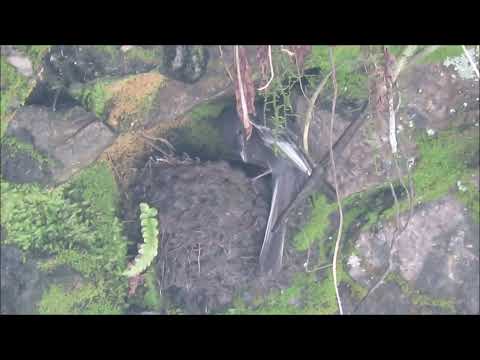 Viudita de Río (Sayornis nigricans) con nido - Río los Sosa, Tucumán