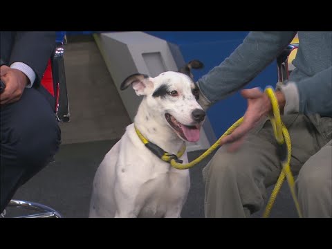 Pet of the Week: Zoro - YouTube