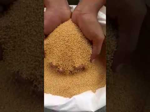 Yuvan Foods Yellow Foxtail Millets, Packaging Size: 25 Kg