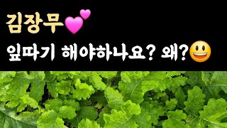 김장무???? 잎따기 해야 하나? 왜?