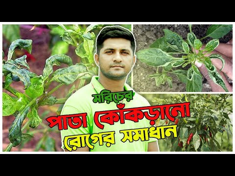 মরিচের পাতা কোঁকড়ানো রোগের কারণ ও প্রতিকার - Green1