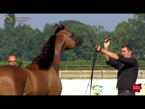 N.81 EA ARJEN EL MARWTEYN - Chantilly 2018 AHO Breeders' Championship - 4 Years and Older Stallions