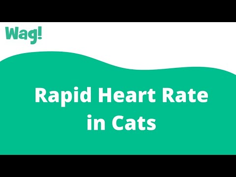 Rapid Heart Rate in Cats | Wag!