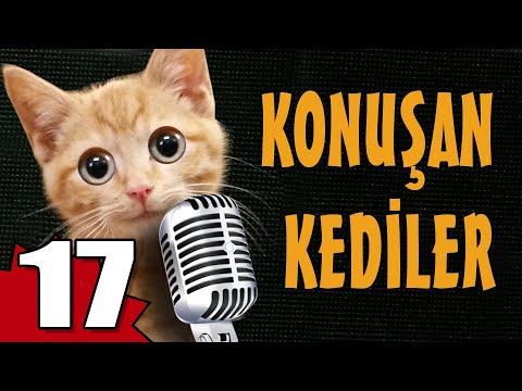 Konuşan Kediler 17 - En Komik Kedi Videoları