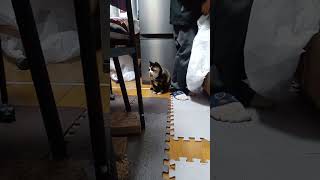 ご飯タイム後の猫さん達の様子。 #猫 #shorts