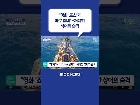 #Shorts / [와글와글] 영화 죠스가 따로 없네‥거대한 상어의 습격 (2023.05.16/뉴스투데이/MBC)