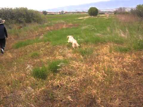 Nedeljno popodne-trening kerova, lovci Prcilovica 5