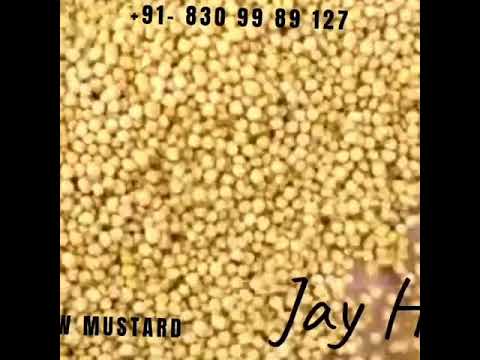 Yellow Mustard Seeds
