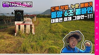 동양 콤바인 태풍에 누운 벼베기 도복 작업 논농사 벼베기