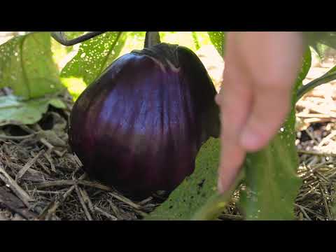 Chef Mike Dalessio checks out the MEVO Fresh Roots Farm