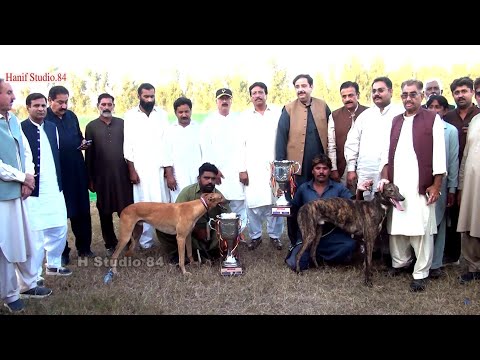 Dog Trak Race Final National club salum 17 Nov 2024