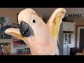 A Few Different Clips Of Fun Barney