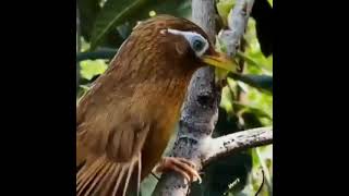 Download lagu Burung wambi memanggil betina mp3