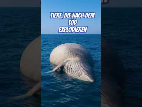 Animals that explode after death